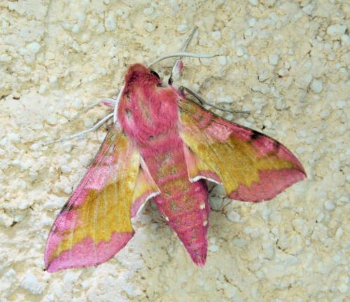 Réf. 334 000 : Deilephila porcellus